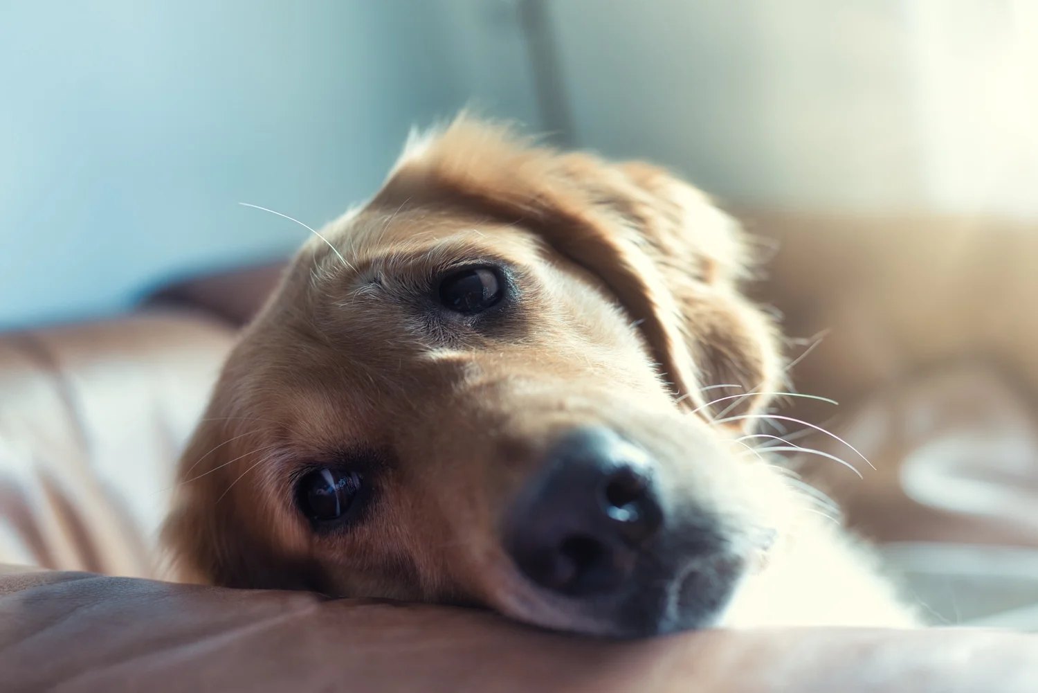 A dog resting at home
